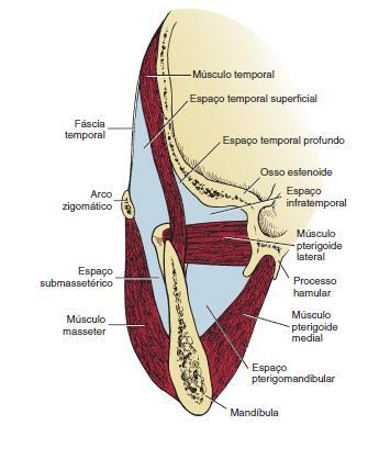 20 c) Espaço Parotídeo: bilateralmente, que contém a glândula parótida, o nervo facial e seus ramos e os linfonodos profundos da região; d) Espaço Parafaríngeo: bilateralmente, subdividido em porções