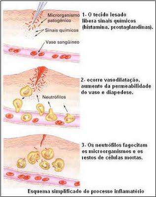 organismos vertebrados às