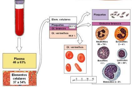 intercelular(plasma).