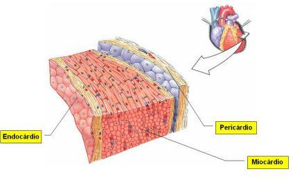 3. CORAÇÃO Órgão muscular oco
