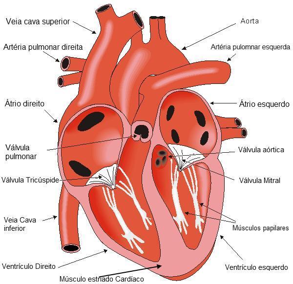 Coração Fisiologia da