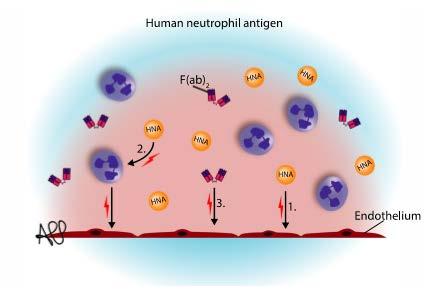 1. Ac anti-hna-3a, pode interagir diretamente com células endoteliais. 2.