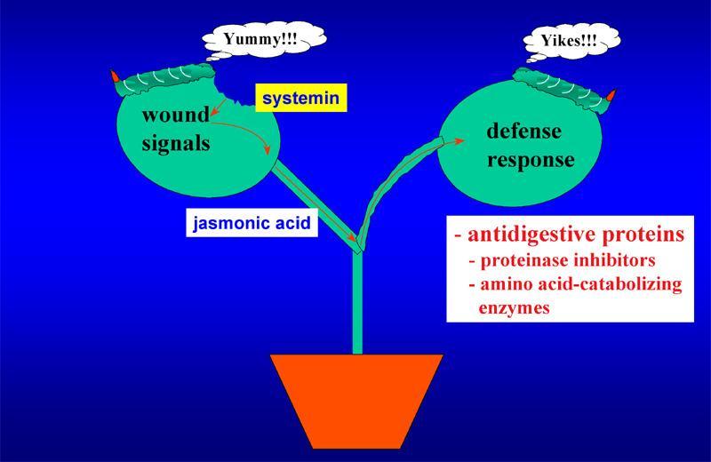 - proteínas anti-digestivas - inibidores de proteinase - enzimas