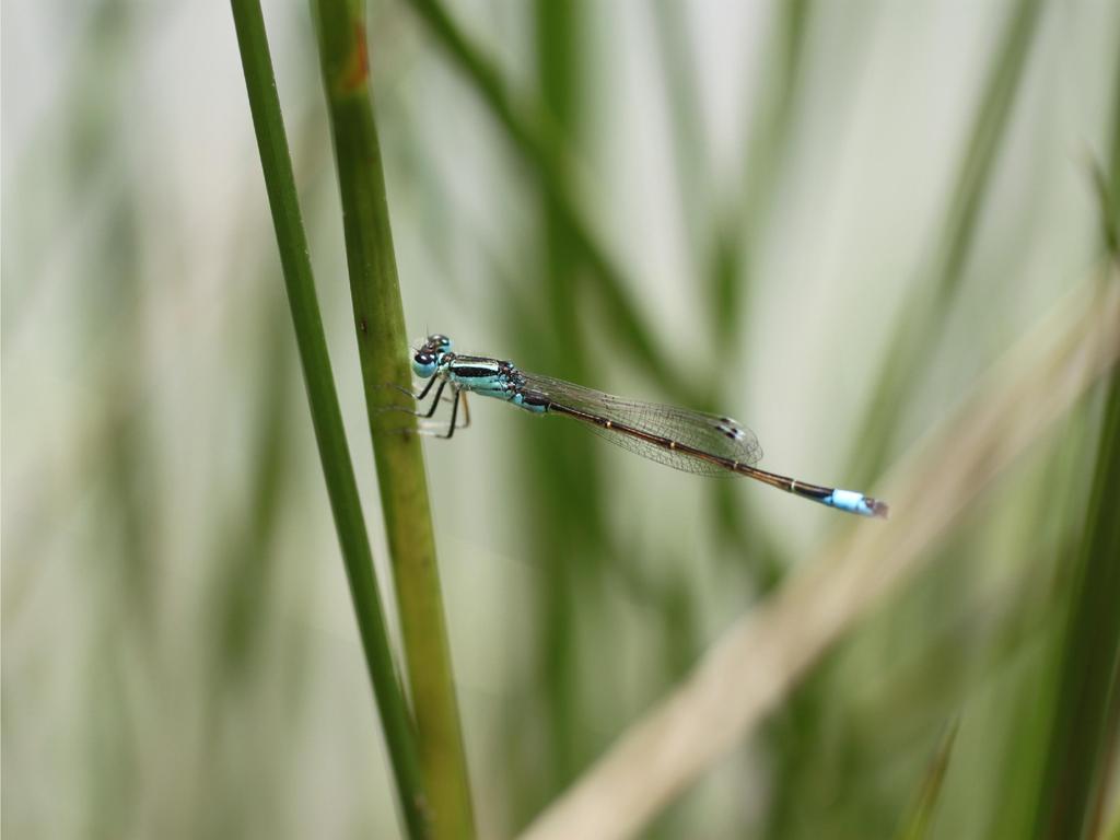 R.D.D.: a biodiversidade da fauna invertebrada A