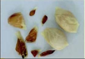 de maturidade do fruto e também uma maior espessura da parte branca do fruto (B). Fonte: Fundecitrus. Figura 2.9 - Sementes sadias à esquerda e sementes abortadas a direita.