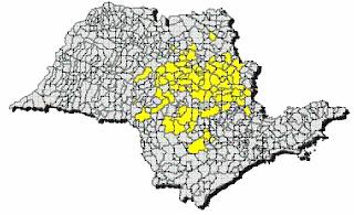 Figura 2.10 - Mapa da distribuição do Greening no estado de São Paulo, atingindo quase 200 municípios. 2.2.3 ETIOLOGIA Os sintomas do Greening são virtualmente os mesmos, independente de onde ocorre a doença.
