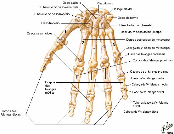 18 Figura 2: Ossos da mão em vista anterior. Fonte: Netter (2003). A articulação radiocarpal é o elo que liga o antebraço à mão (MOREIRA; GODOY; SILVA JÚNIOR, 2004).