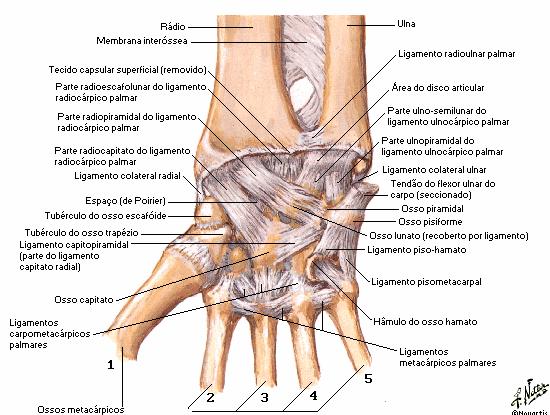 20 Figura 4: Ligamentos do punho em vista anterior. Fonte: Netter (2003).