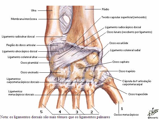 Entre os ossos adjacentes das fileiras proximal e distal do carpo estão as articulações intercapais.