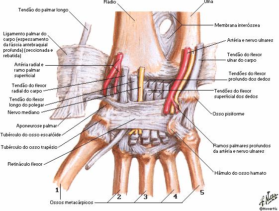 21 inserem e as estruturas ligamentares que unem os ossos carpais entre si e aos elementos ósseos da mão e do antebraço (Figura 6) (KAPANDJI, 2000). Figura 6: Articulações intercarpais.