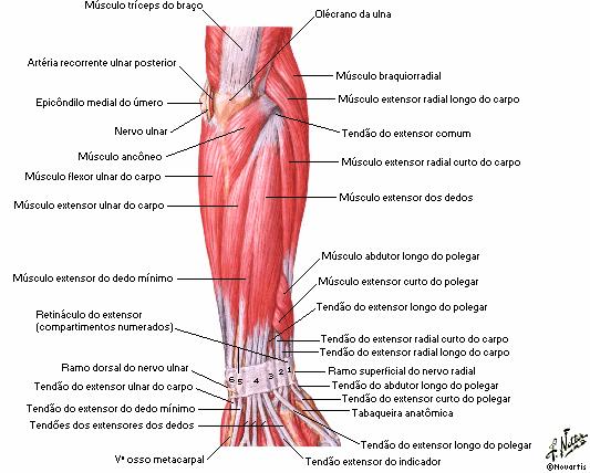 25 Os músculos extensores estão situados no compartimento posterior e todos são inervados pelo nervo radial. Estes músculos formam grupos superficial e profundo.