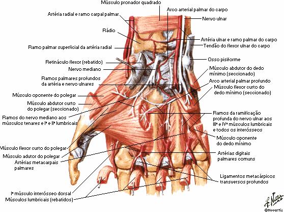 27 consideradas complexas, pois não dependem apenas de seu próprio comprimento e tensão, mas também destes parâmetros nos músculos flexores e extensores longos.