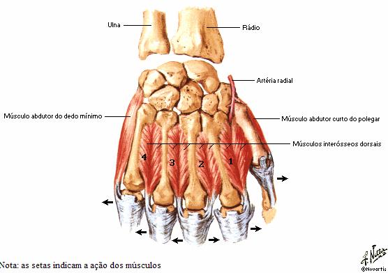 28 Figura 13: Músculos