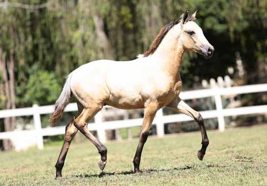 julgados. Guarita Seara Dourada BEIJO J.B. x AVELÃ SEARA DOURADA Queimada Bavária HADRION SJT x QUITANDINHA L.J. Desejo Luxor 20B Macho 05/11/2016 Desejo não fica atrás!