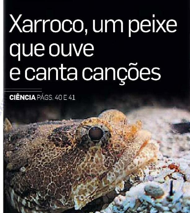 Fraco na caldeirada mas óptimo para a ciência Descoberta. Cientista portuguesa estudou um peixe do Tejo chamado xarroco e descobriu que ele usa uma linguagem sofisticada para comunicar.