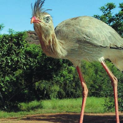 Chegada para o Atlântico Segundo Niède, o material arqueológico resgatado até agora no Piauí alvo de controvérsias entre os estudiosos indica que o homem chegou à região há cerca de 100 mil anos.