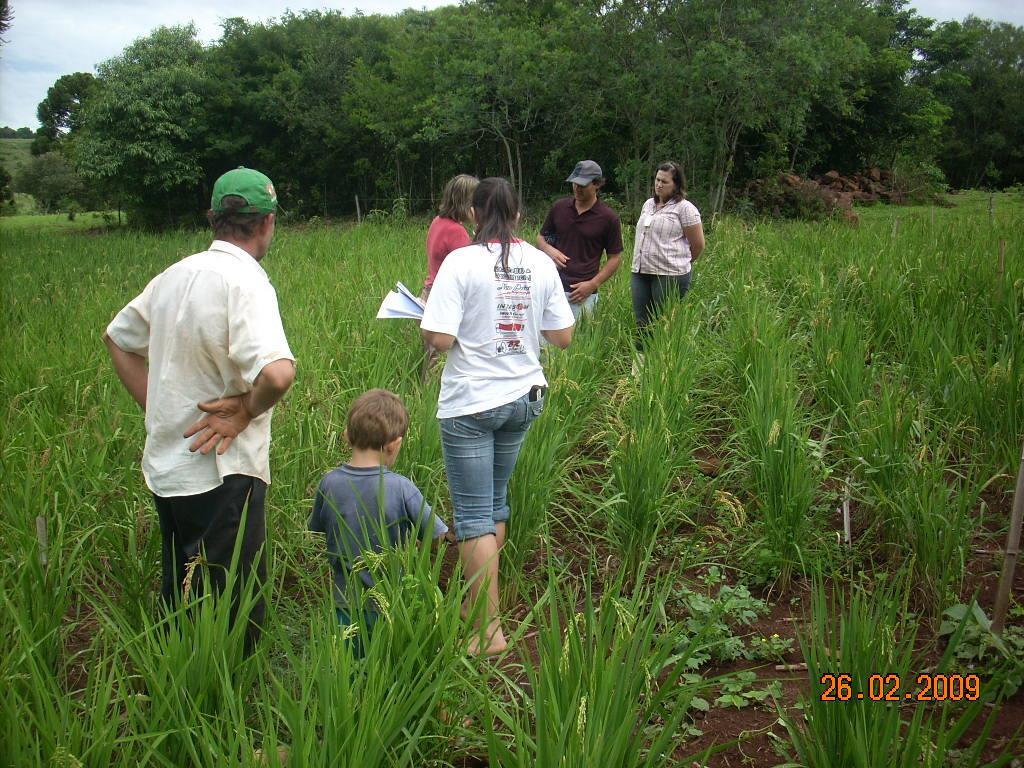 6. Pesquisas em Andamento