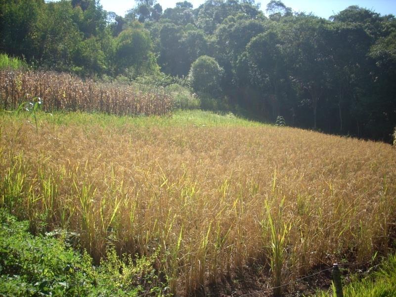 de arroz de sequeiro conservadas por