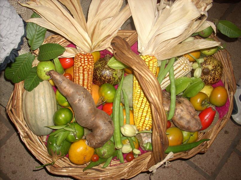 6. Pesquisas em Andamento Diversidade de variedades de milho comum conservadas in situ on farm no município de Novo Horizonte.
