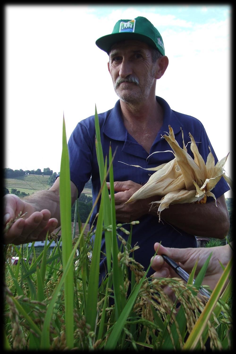As sementes crioulas sem os conhecimentos dos agricultores são estéries (Canci, 2010).