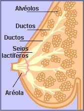 Fisiologia da lactação Células mioepiteliais