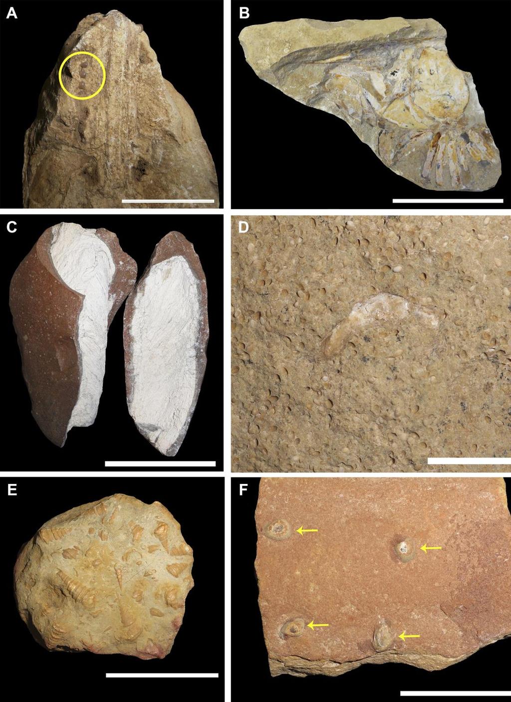 formato cilíndrico e coloração branca, contrastando com o tom avermelhado da rocha envolvente. (Fig. 3 C) Figura 3: Fósseis coletados no sítio Baixa Grande.