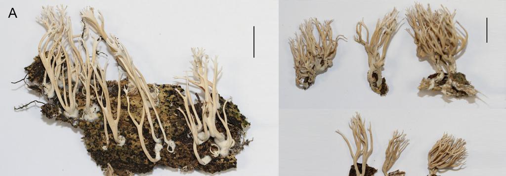 36 preferencialmente em troncos, enquanto L. surculus se estabelece em pequenos substratos na serrapilheira, além de possuir ornamentações aparentes nas hifas do subículo.