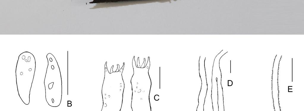 Uma das características marcantes do táxon é a presença de pequenas ornamentações apiculiformes cobrindo as hifas do subículo, embora a