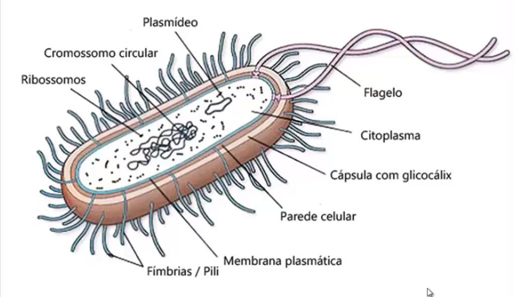 Morfologia