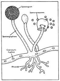 Cladosporium