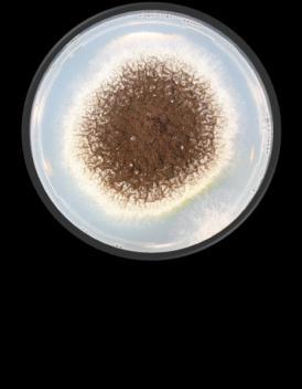 MEIOS NÃO SELETIVOS Ágar Czapeck pode ser utilizado para cultura de Aspergillus spp. (morfologia da colônia na identificação do isolado).