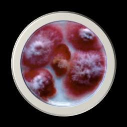 (Aspergillus, Fusarium,