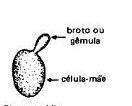 reprodução assexuada (anamorfa) abrange