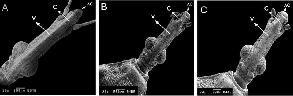 22 laterais (fig 5). Porém, o início das genas é anterior ao início do clípeo, desse modo as genas avançam para o ante-clípeo que apresenta forma arredondada. Ocelos cristalinos, claros.