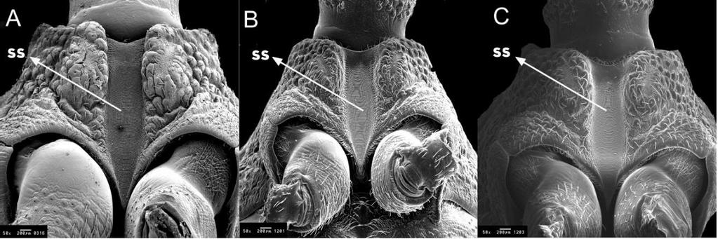 24 FIGURA 7. Tórax ventral por MEV. SS: Sulco Estridulatorio; A: R. marabaensis n. sp.; B: R. prolixus; C: R.robustus. FIGURA 8. Tórax ventral por MEV. ms: mesosterno; mt: metasterno. A: R. marabaensis; B: R.