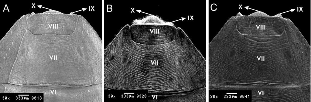 A face dorsal da genitália externa feminina examinada por meio de microscopia eletrônica de varredura (MEV) mostra que o segmento VII se divide com o segmento VIII por meio de uma linha ligeiramente