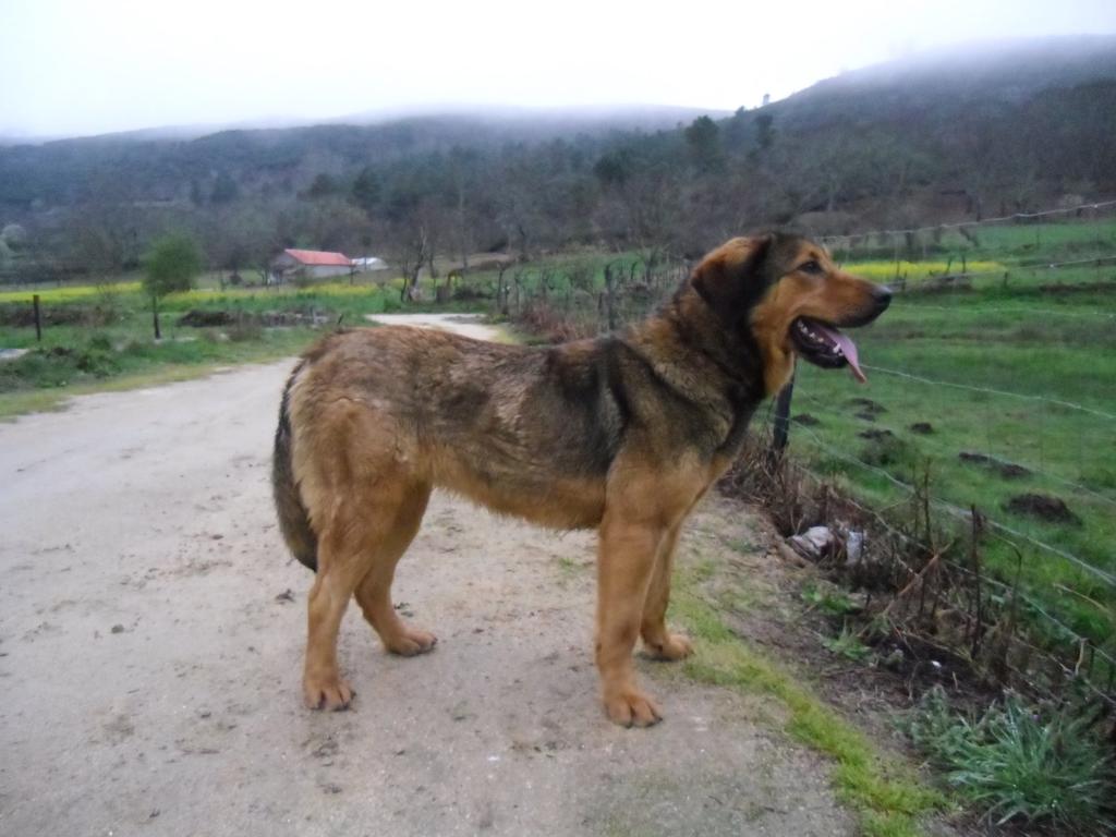 Cadela de pelagem lobeira (RI 75547) Pode-se observar a existência de um manto escuro (pêlos escuros com base clara), as patas, a zona ventral, a zona do pescoço e parte do focinho são claras, com a