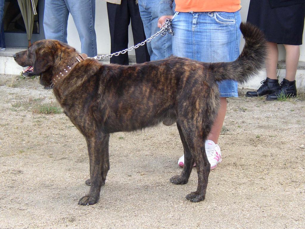 O PAI (RI 74591) O pai (RI 74591) é um cão de trabalho e foi melhor exemplar da raça no Concurso Tradicional do Cão de Castro Laboreiro, realizado em 15 de Agosto de 2009.