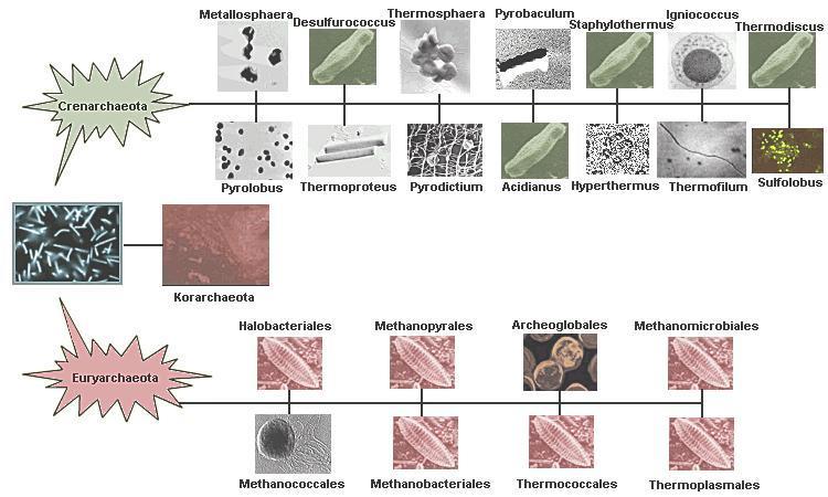 FILO EURYARCHAEOTA É um grupo fisiologicamente diverso, sendo composto pelos grupos: as archaea metanogênicas, que são anaeróbias, (Methanococcus, Methanobacterium e Methanosarcina), encontradas em