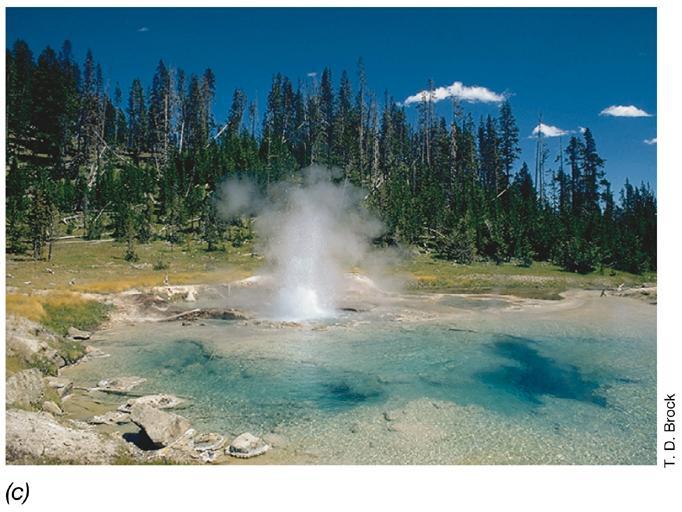 espécies de archaea. FILO KORARCHAEOTA Considerado um grupo de hipertermófilos.