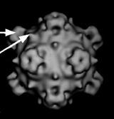 classificados Microviridae Cystoviridae Isométrico Sem envoltório