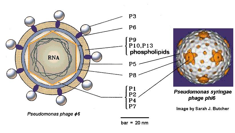 Bacteriófagos Camada de lipídeos