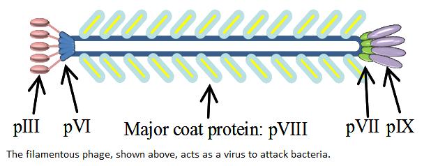 Fagos filamentosos (M13) A bactéria libera constantemente a