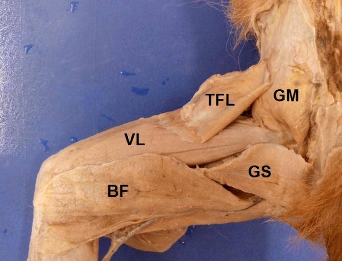 34 4.1.2 Músculos da região femoral Figura 2. Vista lateral dos músculos da região glútea e coxa de macacos-prego.