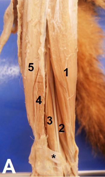 44 Figura 6. Vista cranial (A), lateral (B) e medial (C) dos músculos da perna de macacosprego. M. tibial cranial (1); M. extensor longo do dedo I (2); M. extensor longo dos dedos (3); M.