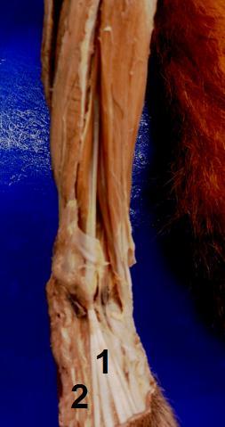 45 Figura 7. Vista dorsal dos músculos da região társica e metatársica de macacos-prego. M. extensor curto dos dedos (1); Músculo extensor curto do dedo I (2). 4.