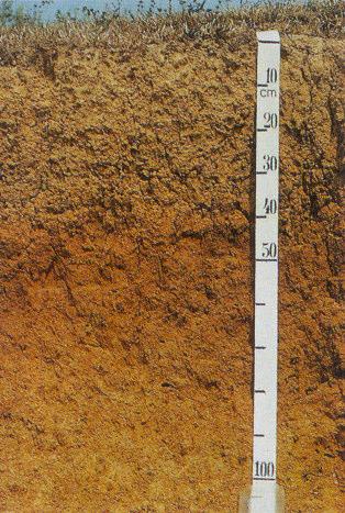ALISSOLO Textura: argilosa Origem: sedimentos pelíticos Antigo