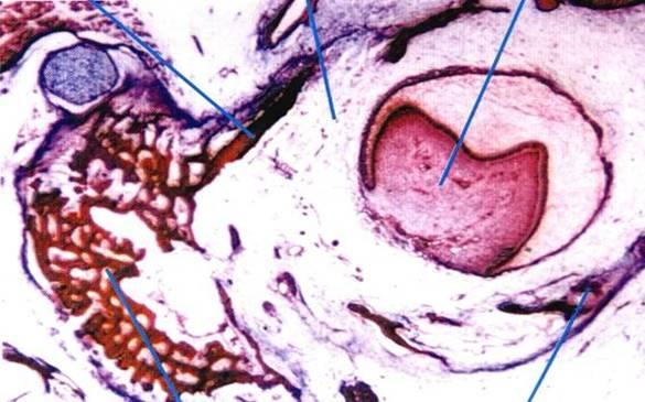 Processo alveolar Folículo dentário Germe