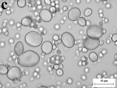 FIGURA 7 Micrografias dos grânulos de amido de trigo, observados em microscópio óptico comum a: ANAHUAC; b: