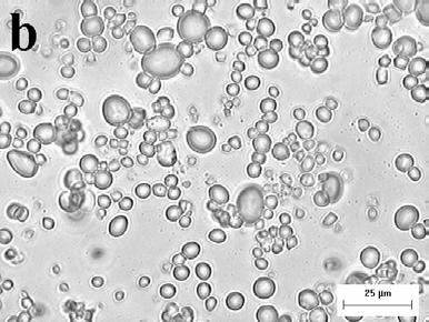 4 Microscopia eletrônica de varredura As micrografias dos grânulos de amido obtidos dos diferentes cultivares antes e após fracionamento a